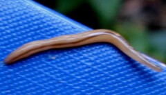 Geonemertes pelaensis