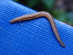 Geonemertes pelaensis