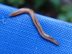 Geonemertes pelaensis