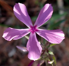 Phlox divaricata laphamii