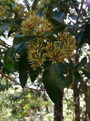 Caldcluvia paniculata