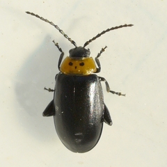 Disonycha triangularis