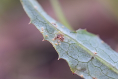 Miyagia pseudosphaeria