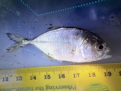 Caranx bartholomaei