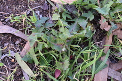 Miyagia pseudosphaeria