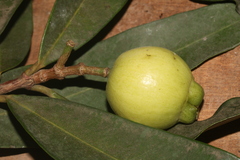 Syzygium jambos