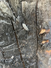Melanophila consputa