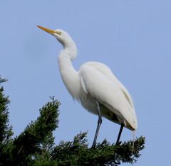 Ardea alba