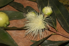 Syzygium jambos