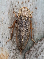 Ledromorpha planirostris