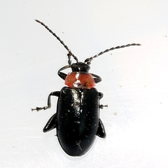 Disonycha xanthomelas