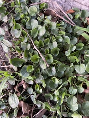 Dichondra
