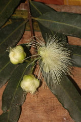 Syzygium jambos