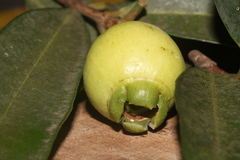 Syzygium jambos