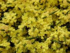 Acacia spinescens
