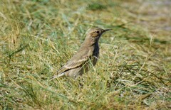 Geositta cunicularia