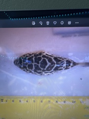 Sphoeroides testudineus