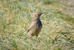 Geositta cunicularia