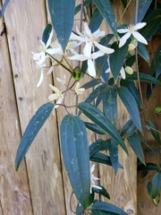 Clematis armandii
