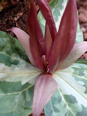 Trillium underwoodii