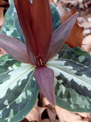 Trillium underwoodii