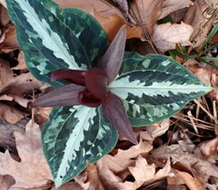 Trillium underwoodii