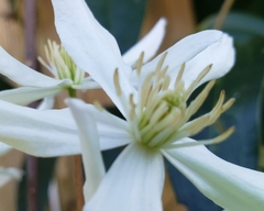 Clematis armandii