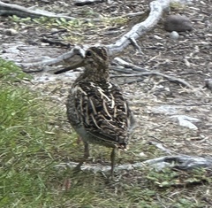 Gallinago magellanica