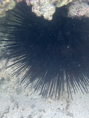 Echinothrix