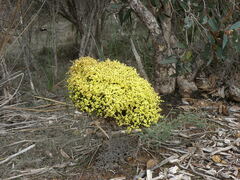 Acacia spinescens