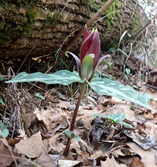 Trillium underwoodii