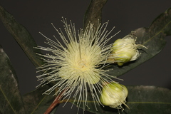 Syzygium jambos