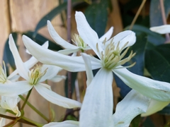 Clematis armandii
