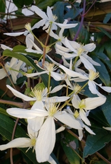 Clematis armandii
