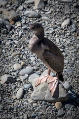 Phalacrocorax punctatus