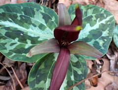 Trillium underwoodii
