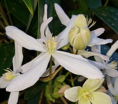 Clematis armandii