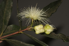 Syzygium jambos