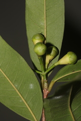 Syzygium jambos