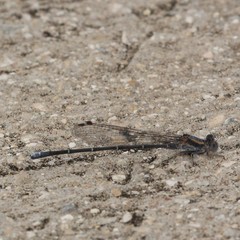 Argia moesta