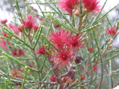 Allocasuarina