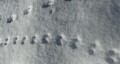 Peromyscus maniculatus