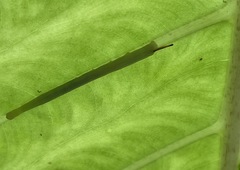 Eupanacra elegantulus