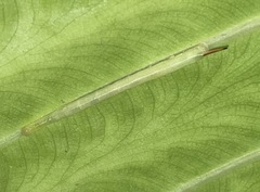 Eupanacra elegantulus