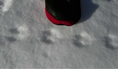 Peromyscus maniculatus