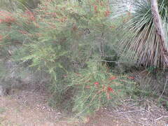 Allocasuarina