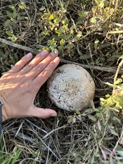 Agaricus bisporus