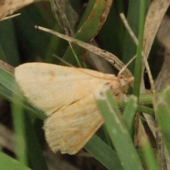Lepidoptera