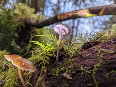 Baeospora myriadophylla