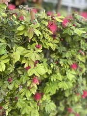 Calliandra tergemina